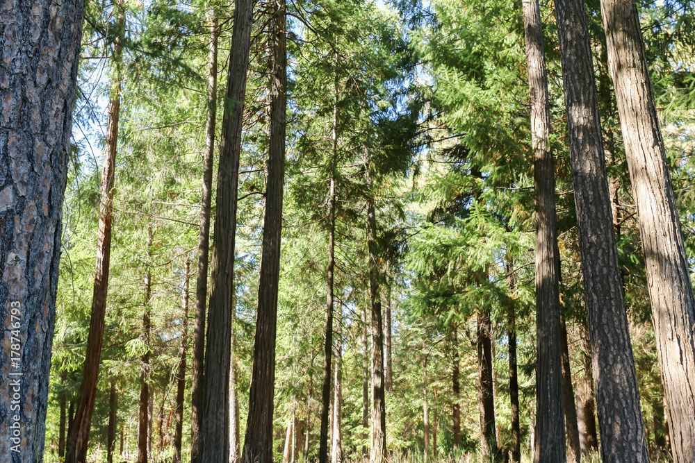 Beautiful Bright Green Trees in the Forest Beautiful Bright Green Trees in the Forest