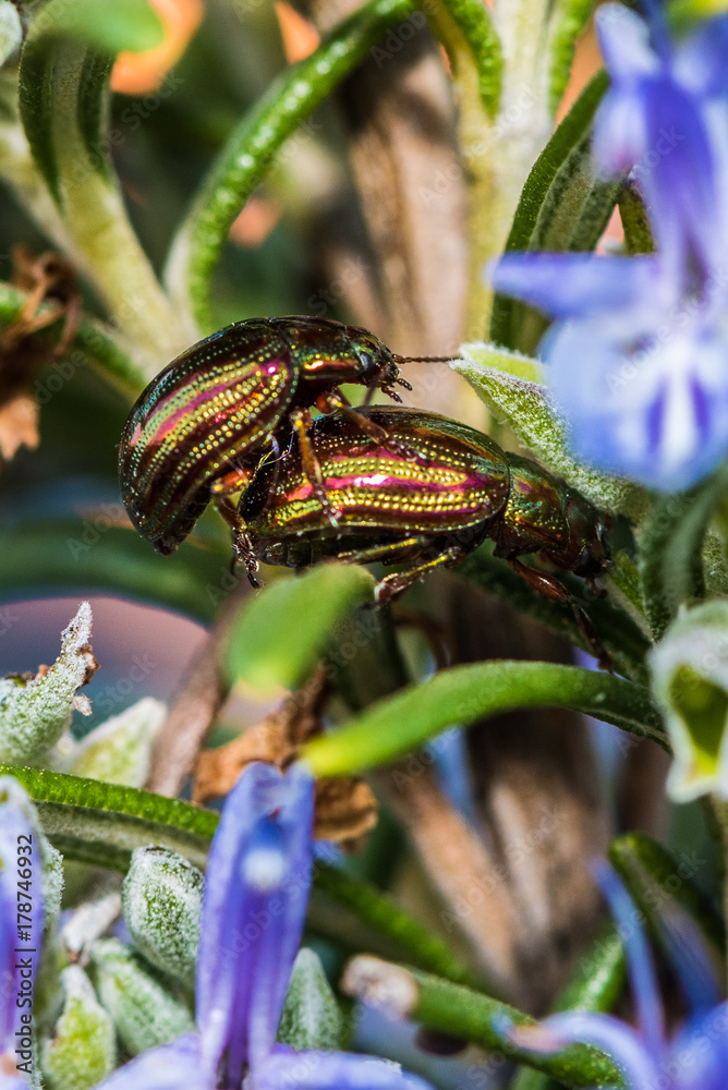 Beetles in our garden Beetles in our garden