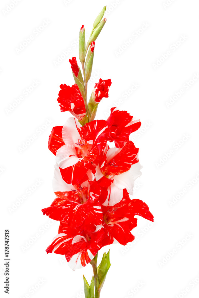 Fototapeta premium Red white gladiolus isolated on white