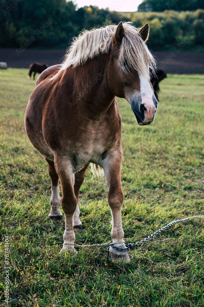 Horse at farm Horse at farm