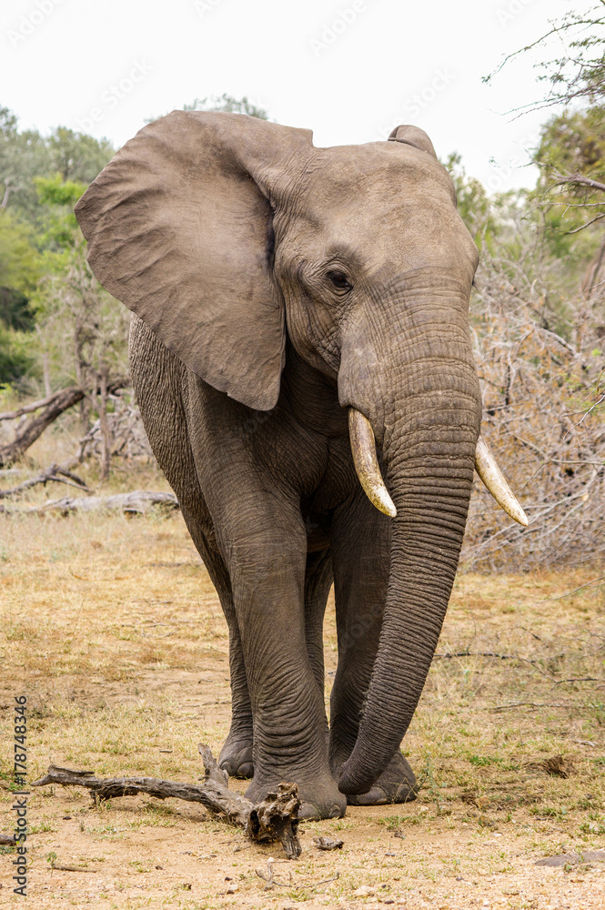 Elephant in Kruger national park, (South Africa).