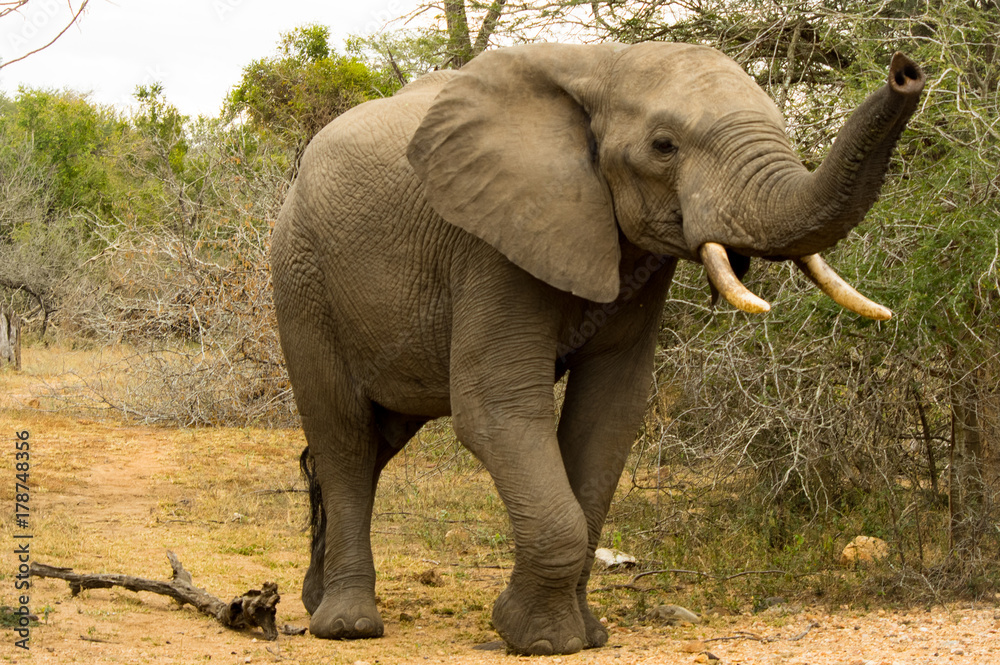 elephant in Kruger National Park, (South Africa).