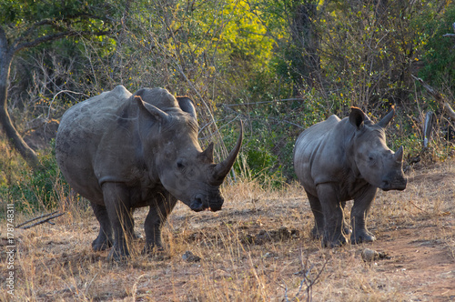 Rhino mam and her breeding  Kruger National Park in South Africa