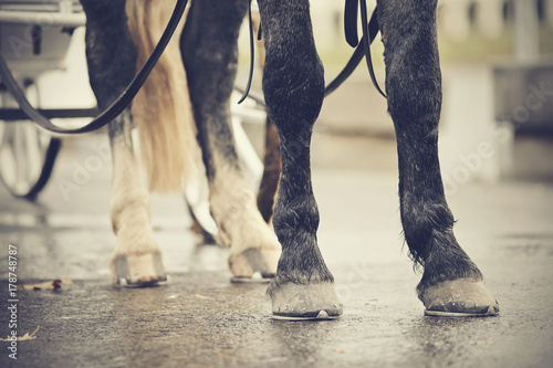 Legs of the horse harnessed in the carriage. photo