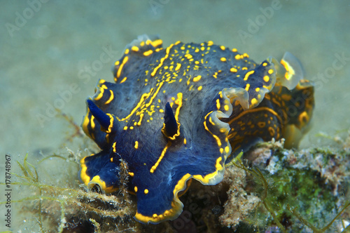 Wallpaper Mural nudibranch blue Torontodigital.ca