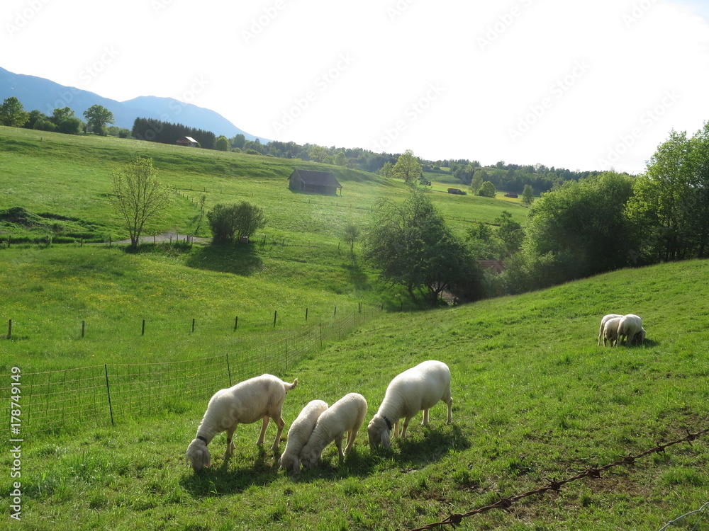 Fototapeta premium 牧草地の羊