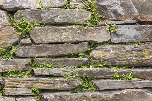 Historische Trockenmauer aus Schiefer  mit Farnen (Braunstieliger Streifenfarn, Asplenium trichomanes) in der Eifel. Hintergrund photo