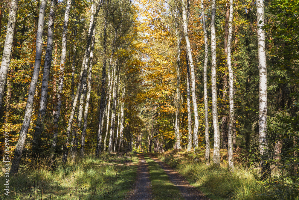 Road through the autumn forest Road through the autumn forest