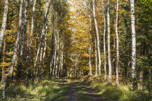 Road through the autumn forest