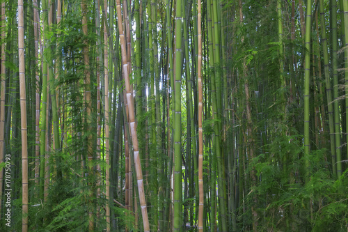 Dettaglio di una forestà di bambù. La Bambuseae è una tribù di piante perenni appartenenti alla famiglia delle Poaceae (Graminaceae) e alla sottofamiglia Bambusoideae. photo