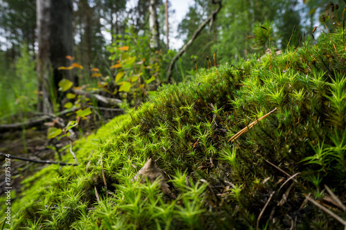 Beautiful forest moss