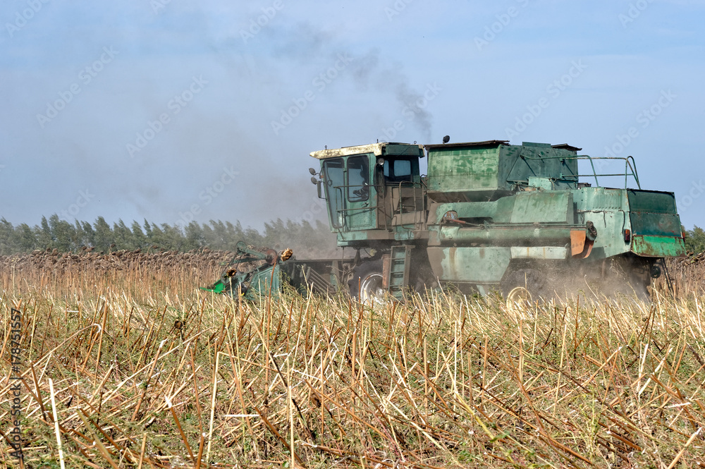 Obraz premium Big green harvester in the field mowing ripe, dry sunflower. Autumn harvest. The work of agricultural machinery.