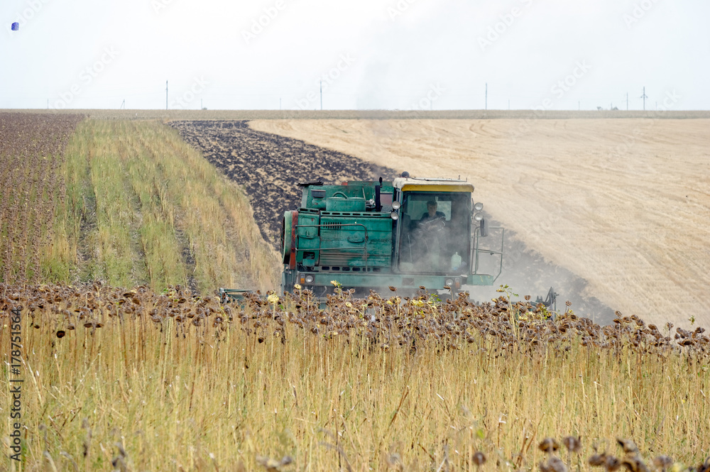 Fototapeta premium Big green harvester in the field mowing ripe, dry sunflower. Autumn harvest. The work of agricultural machinery.