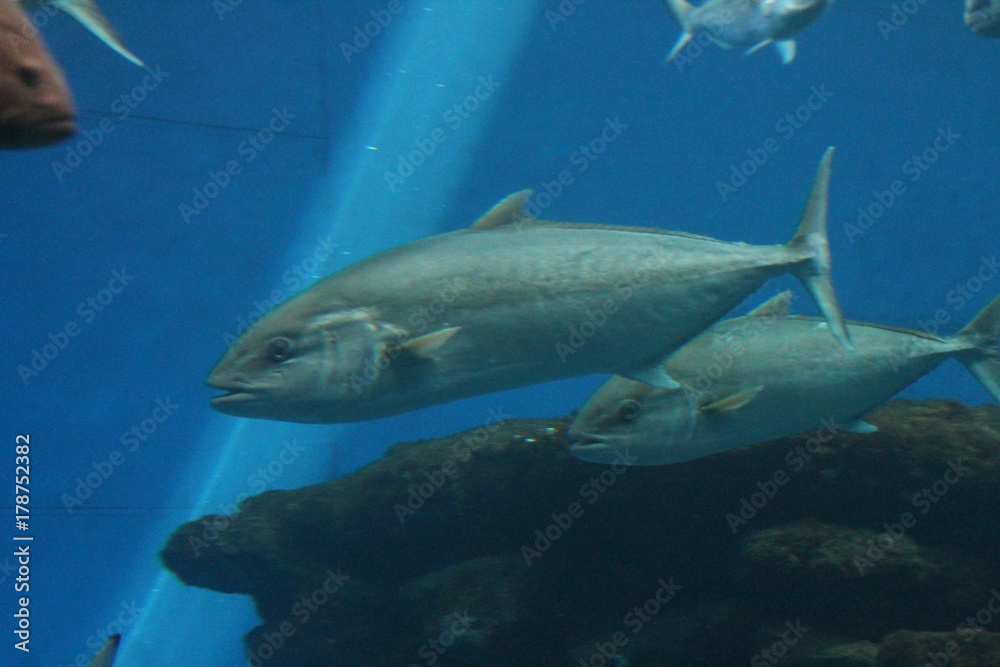 tuna fish swims underwater in ocean tunny stock, photo, photograph, picture, image tuna fish swims underwater in ocean tunny stock, photo, photograph, picture, image