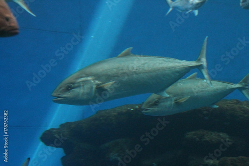 tuna fish swims underwater in ocean tunny stock, photo, photograph, picture, image