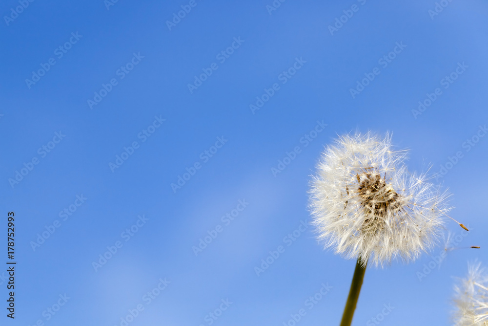 one dandelion