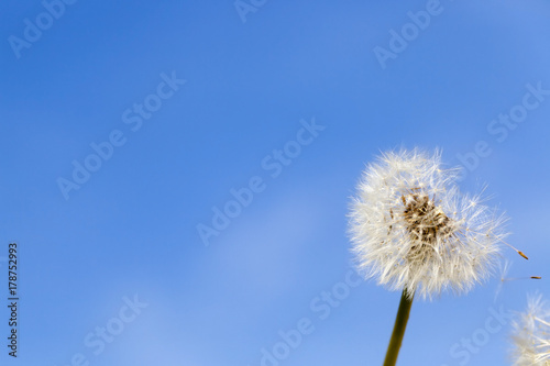 one dandelion