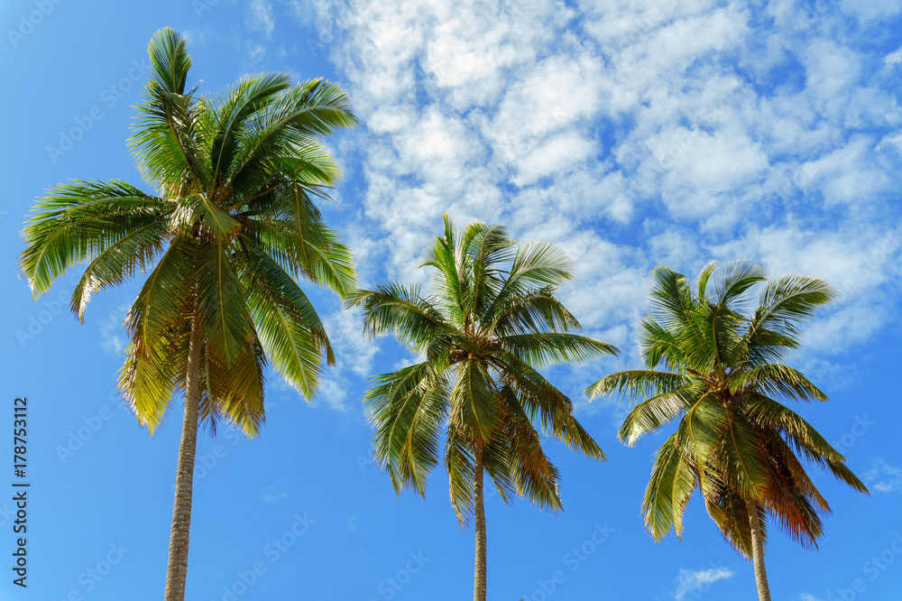 three palms on sky background