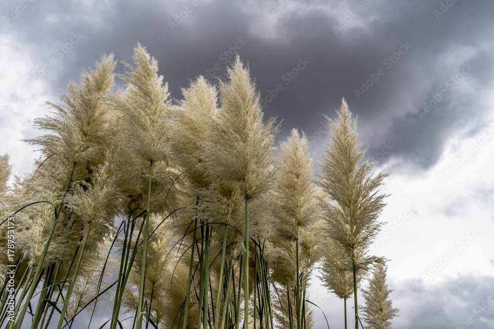 Obraz premium fluffy reeds with stormy dark clouds