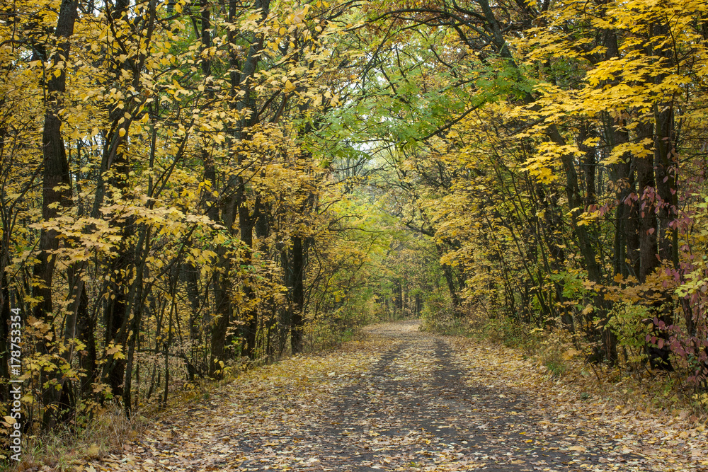 Autumn forest road landscape