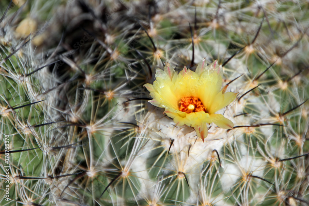 Beautiful Cactus in Bloom at Desert Botanical Garden Phoenix, AZ Beautiful Cactus in Bloom at Desert Botanical Garden Phoenix, AZ