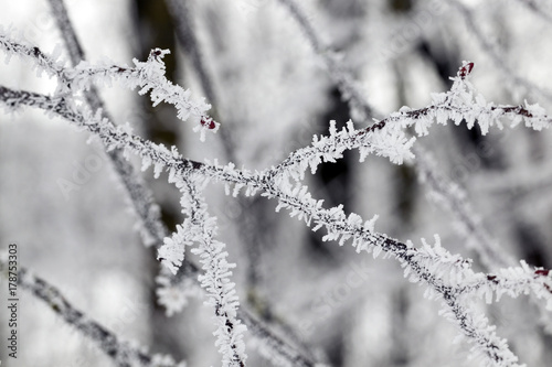beautiful frost