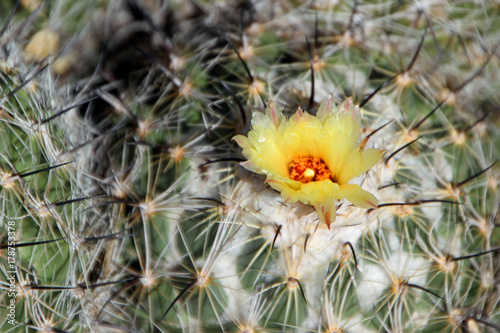 Beautiful Cactus in Bloom at Desert Botanical Garden Phoenix, AZ