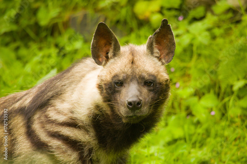 Striped Hyena