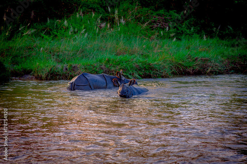 Beautiful rhino is bathing in river in Chitwan national park photo