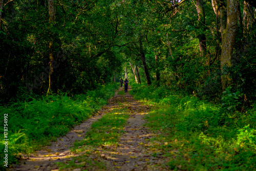 Beautiful view of a clay path inside of the forest in Chitwan National Park, mainly covered by jungle