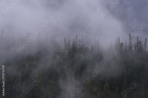 Fototapeta Naklejka Na Ścianę i Meble -  Pine, low cloud, North cascades National Park