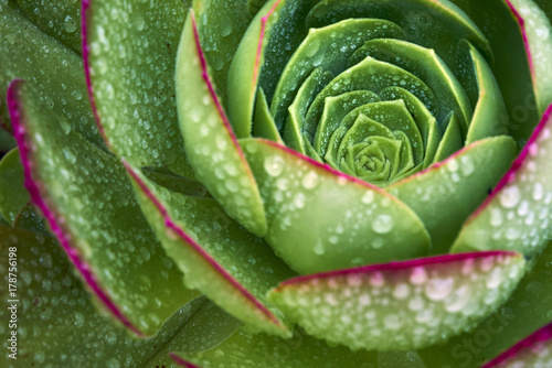 sacred geometry defines the spiral growing pattern of this plant