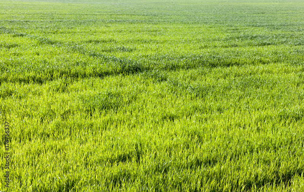 Green grass on the field