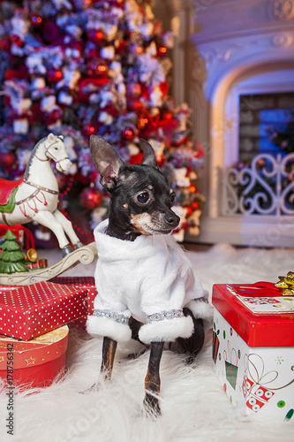 A small dog with a Christma...