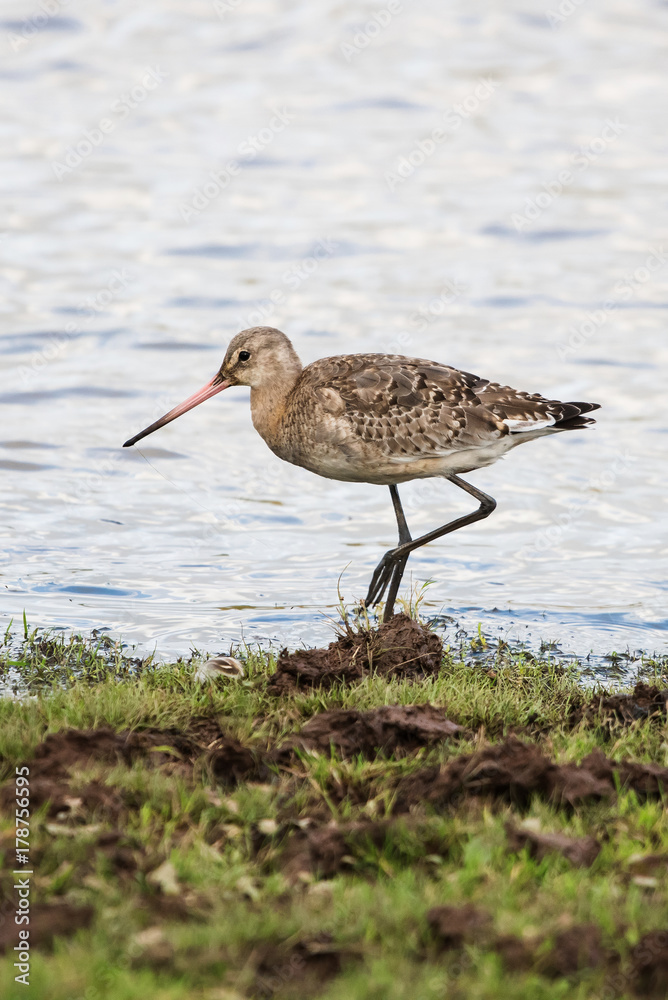 Bar-tailed Godwit, Limosa lapponica Bar-tailed Godwit, Limosa lapponica