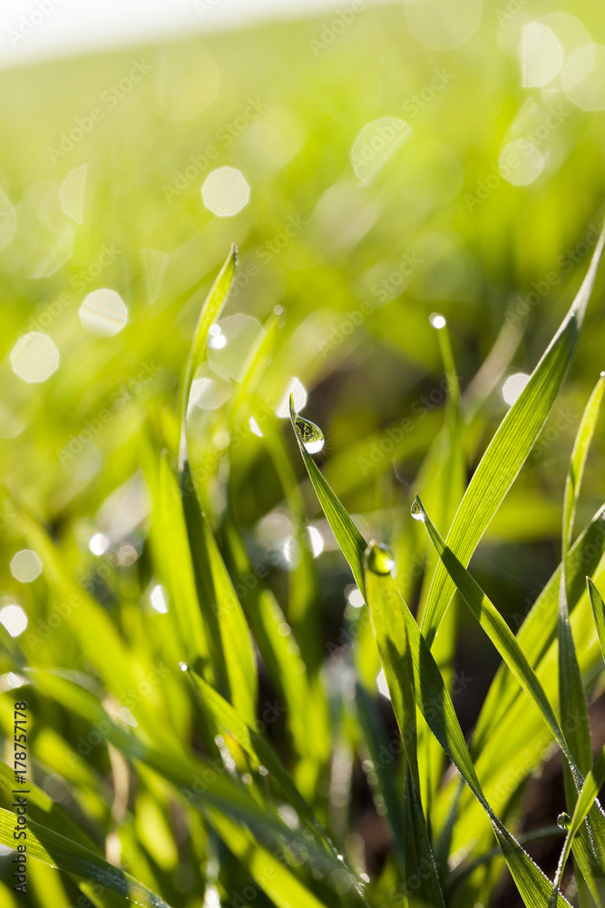 Fototapeta premium Fresh grass with dew