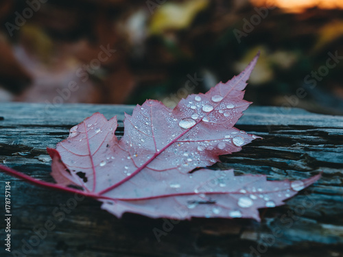 Red Leaf in Autumn photo