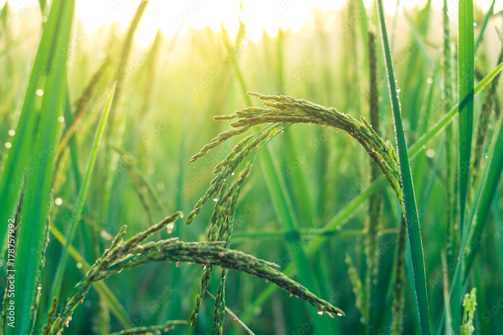 Morning sunshine in lush green fields. Morning sunshine in lush green fields.