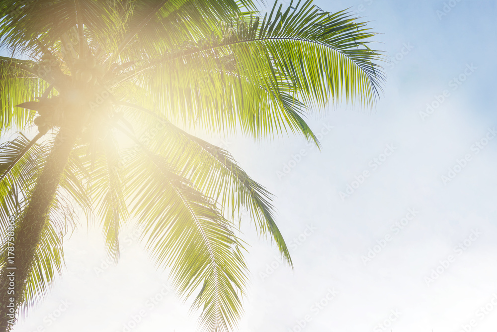 Obraz premium Coconut palm tree on sky background, Low Angle View.