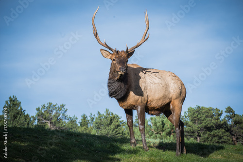 Rocky Man Bull Elk
