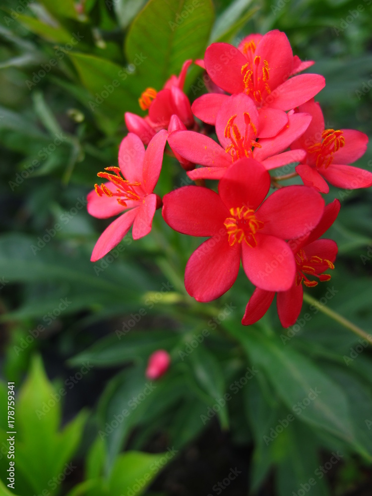 Wild Flowers of Saint Martin Wild Flowers of Saint Martin