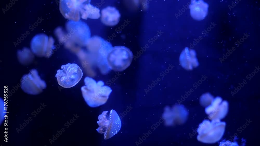Beautiful colorful glowing jellyfishes in macro closeup shot swimming in aquarium pool with blue background. Mastigias papua underwater flowing particles. Slow motion. Beautiful colorful glowing jellyfishes in macro closeup shot swimming in aquarium pool with blue background. Mastigias papua underwater flowing particles. Slow motion.