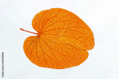 Golden leaves of heart-shaped butterfly plant (BAUHINIA AUREIFOLIA)