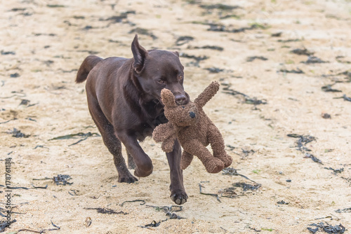 Dog labrador playing with a teddy bear, chocolate puppy running 