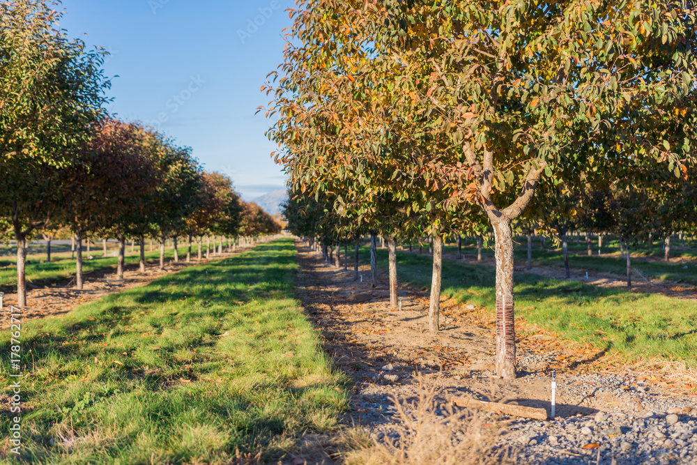 Naklejka premium Line of orchard apple trees