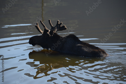 Moose Swiming