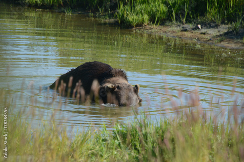 grizly bear blowing bubbles