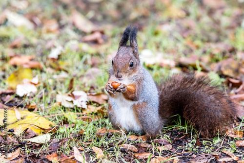 red squirrel sitting on fallen dry brown leaves and eating nut