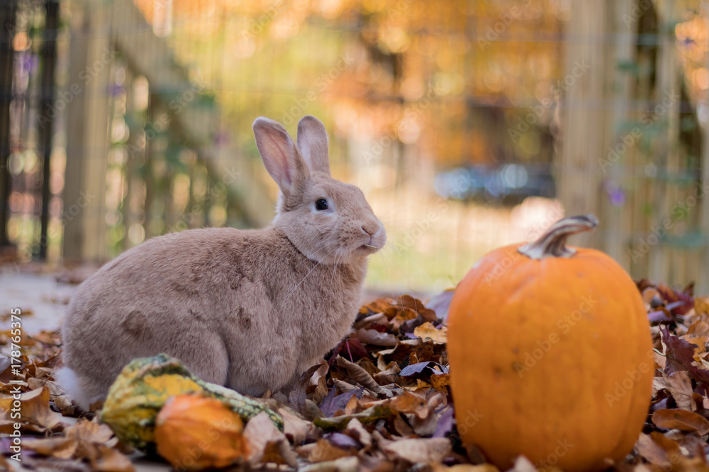 Fototapeta premium Beautiful tan and rufous domestic bunny rabbit munches on fresh leaves in the fall