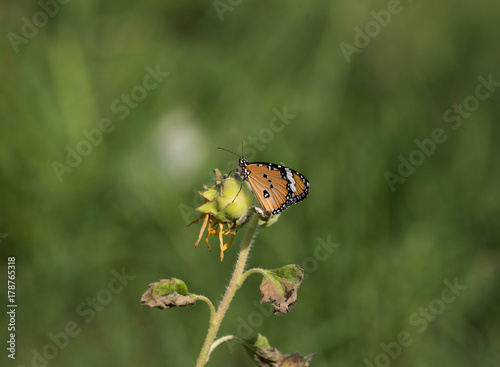 Beautiful butterfly in the garden © Teeradej